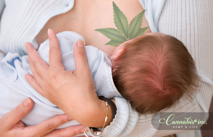 The Common Link Between Breast Milk, Cannabis And Tea