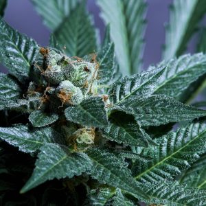 Purple City Genetics - Acid Wash – x3