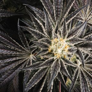 Purple City Genetics - Fez - x3